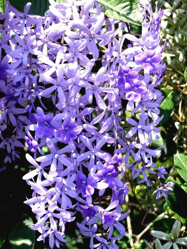 plantzoin purple wreath nilmani.jpg