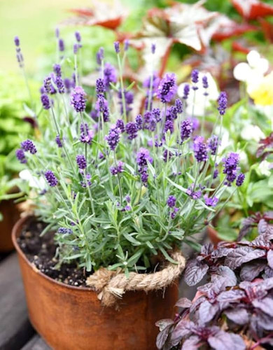 61dzooxPSfL. AC UF1000,1000 QL80 .jpg