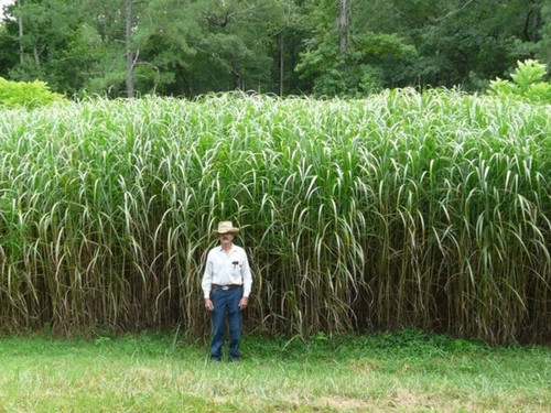miscanthus giganteus.jpg