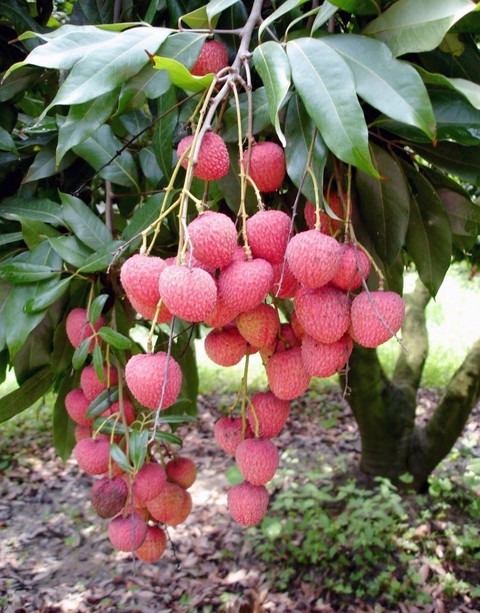 no perennial yes grafted plant c.jpg