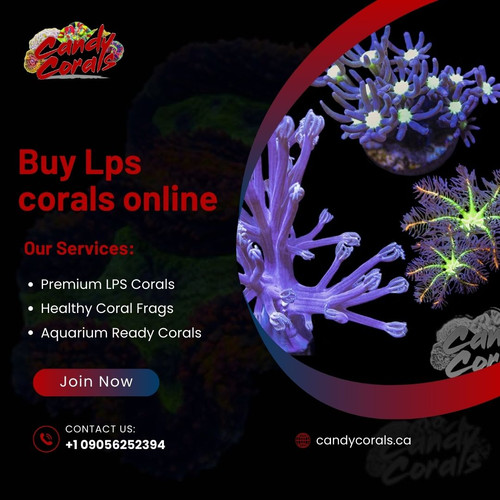 Buy LPS Corals Online Now – Premium Live Corals for Reef Aquariums.jpg