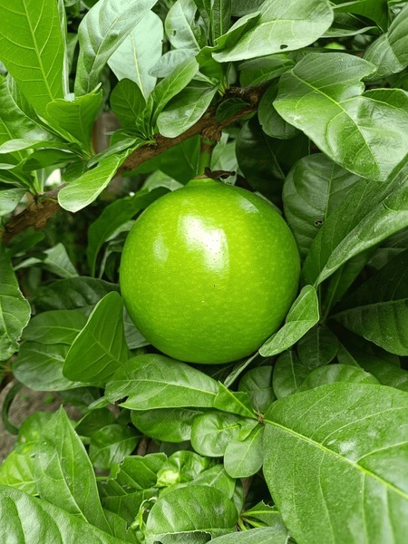 aegle marmelos maja fruit mojo 6.jpg