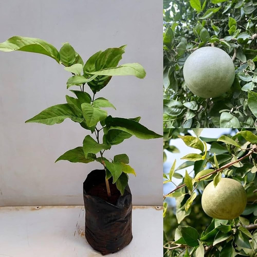 61Fx1y6iFBL. AC UF1000,1000 QL80.jpg