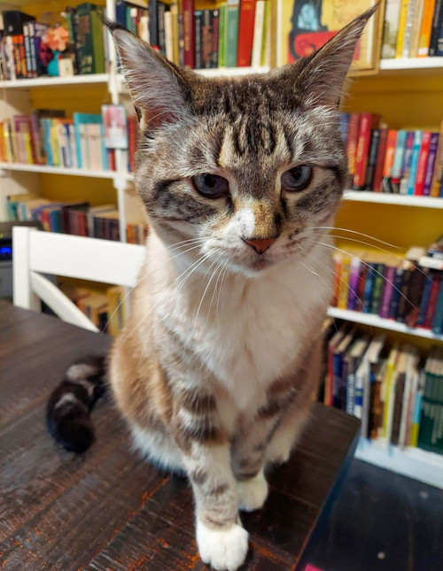 649208550 1481002553585481 4274222871372546757 n.jpg