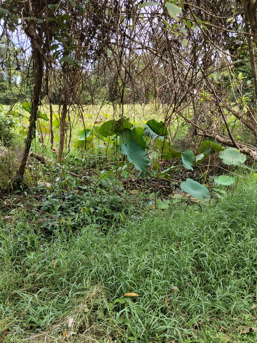 IMG 20251022 110100.jpg