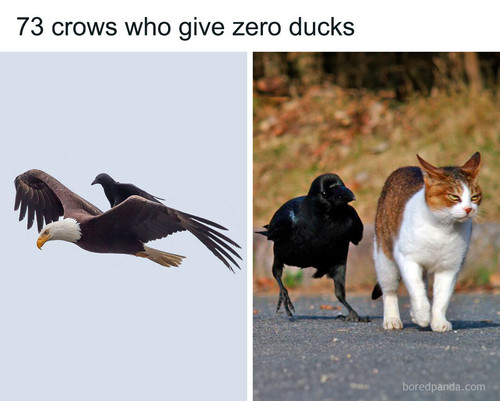 annoying crows.jpg