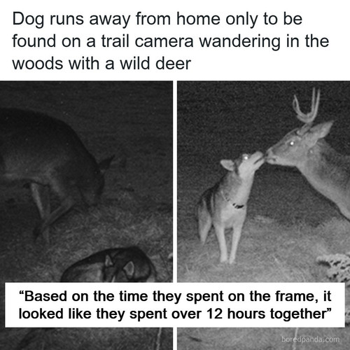 animals dogs (1).jpg