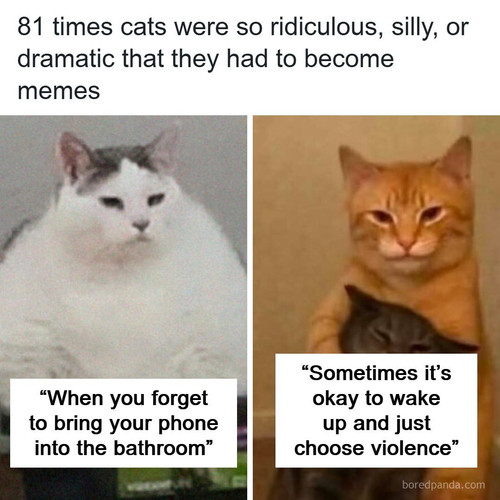 funny memes cats.jpg