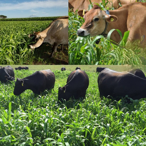 1 hybrid sorghum seeds jowar gra.jpg