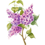 lilac.png