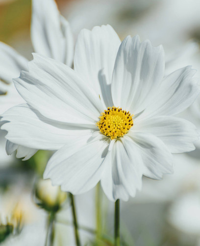 White Purity Cosmos In Garden, White Flowers.jpg