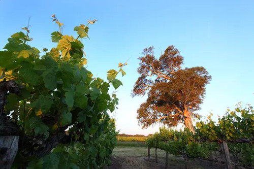 Wine Tour Mclaren Vale South Australia | Small Group Wine Tours Mclaren Vale  ||.jpg