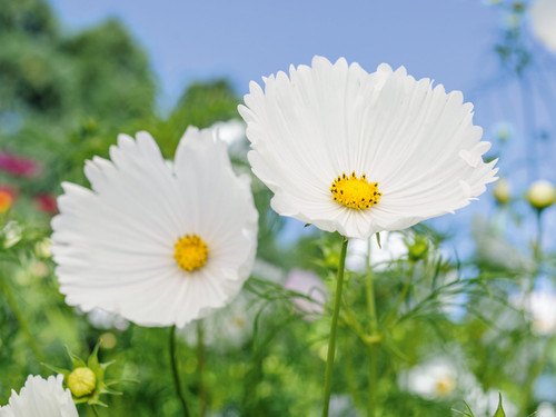Cosmos bipinnatus 'Cupcakes White'.jpg