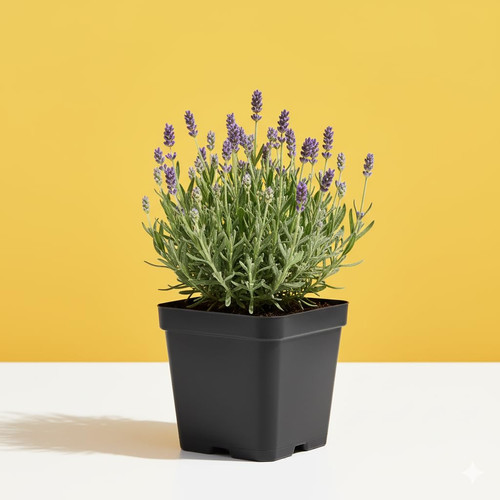 51xHjrsCKNL. SL1024 .jpg