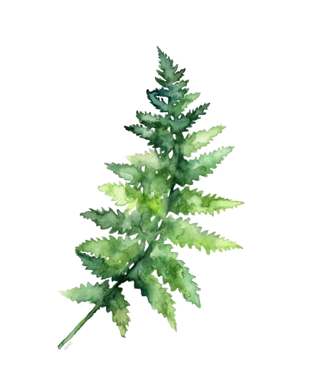 fern.png