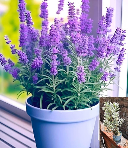 71LRNID8UXL. AC UF1000,1000 QL80.jpg