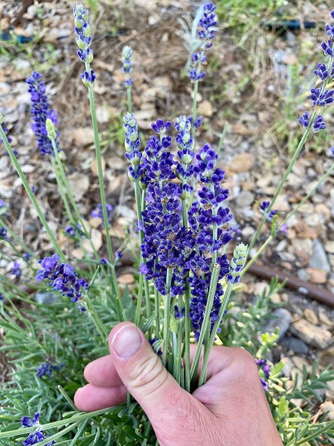 500 lxi 57 blue spear lavender l.jpg