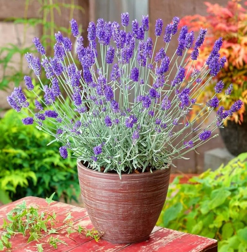 71tWtbKXggL. AC UF1000,1000 QL80.jpg