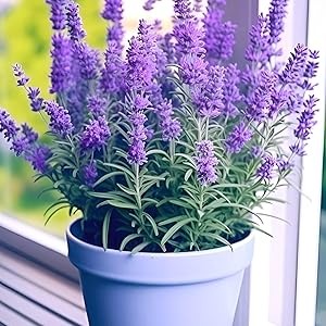 7cdf7a71 bf2b 4878 9784 bbf62dc5.jpg