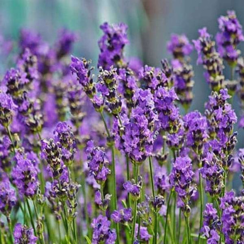 nurserylive seeds lavender flowe.jpg