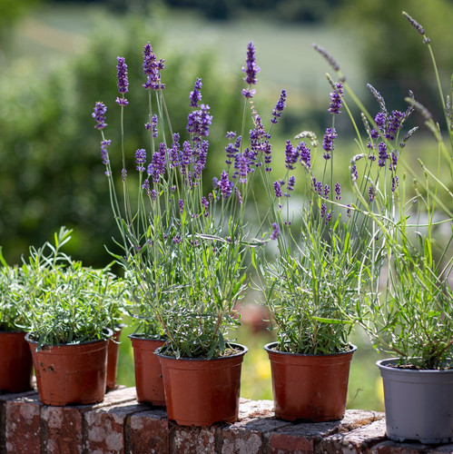 Lavender Plants square 1600x.jpg