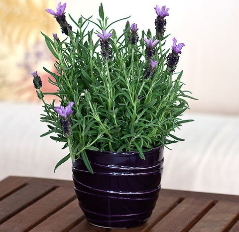 15 ke 317 xolda original imaghbq.jpg