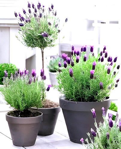 61T6qDM59DL. AC UF1000,1000 QL80.jpg