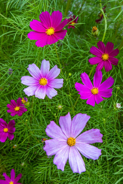 Beautiful mangenta cosmos flowers  with green soft background.Summer scene shallow depth of field..jpg