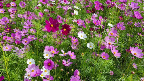 Cute Pink and white Cosmos Flowers Blooming and Blowing with The Wind in A Botanical Garden in Autum.jpg