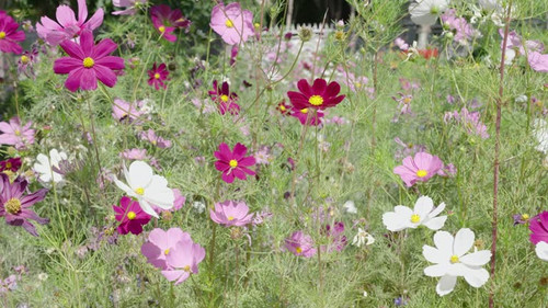 The wind blows the flowers.jpg