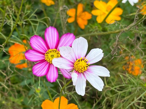 The flowers are bright and green.jpg