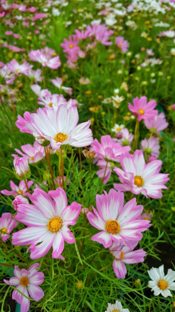 Mexican Diasy, Cosmos in the garden..jpg