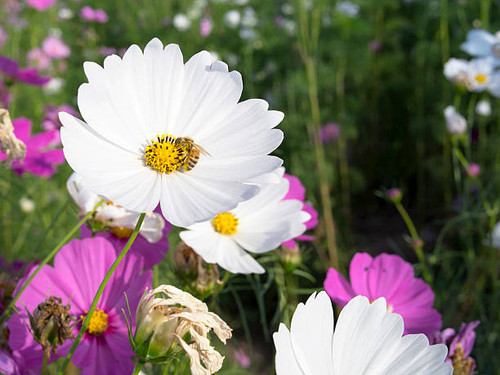 Bee hold on yellow pollen of white cosmos.jpg