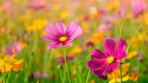 Mexican Aster or Cosmos bipinnatus Cav. in the warm sun light..jpg