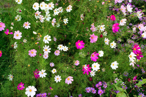 Top view of wild chamomiles in grass..jpg