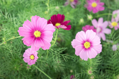 pink flowers in the garden , cosmos beautiful flowers sunlight in the morning pastel style vintage.jpg
