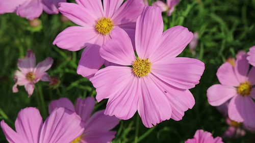 Closeup of Blooming Gorgeous Pink Cosmos in the Wind Footage.jpg
