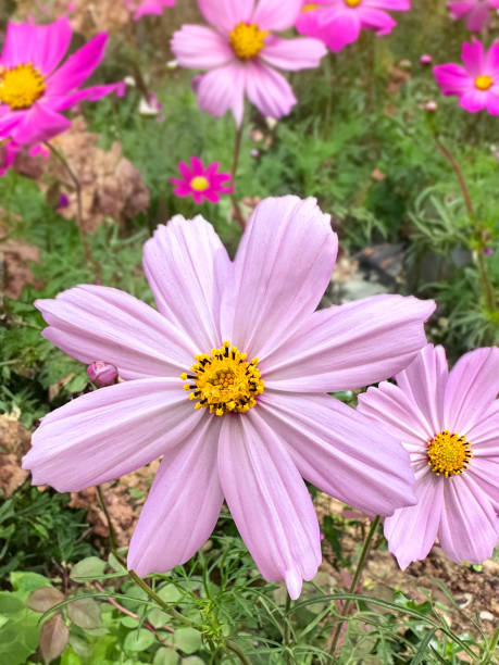 Stock photo showing close-up view of dark and light pink cosmos flowers and buds against a backgroun.jpg