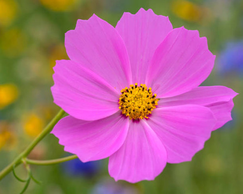 This is a close-up image of a pink cosmos flower..jpg