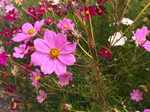 A striking pink bloom delicately framed by soft foliage in natural light.jpg
