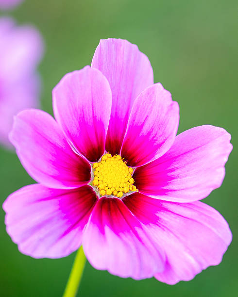 Bright pink cosmos flower in sharp macro focus with a yellow center and smooth green bokeh, ideal fo.jpg