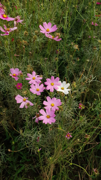 Close up of the beautiful pink cosmos in the flower meadow with green leave background.jpg