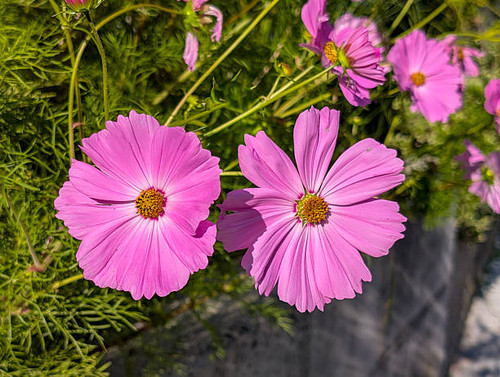 Close-up of pink flowering Cosmos bipinnatus, commonly called the garden cosmos, Mexican aster or co.jpg