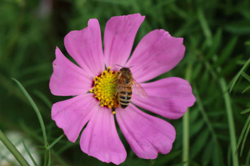 Close-up of honey bee on pink Cosmos flower. Apis mellifera on Cosmos Bipinnatus in the garden.jpg