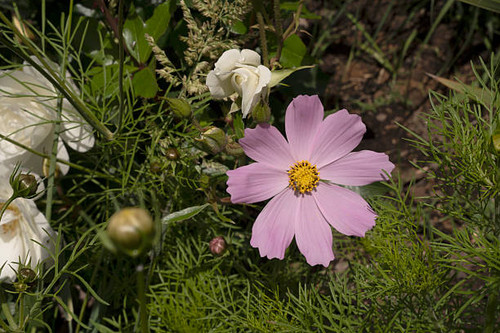 Blooming flowers in the garden. Closeup view of Cosmos bipinnatus, also known as Mexican Aster, flow.jpg
