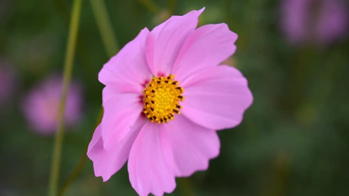 Closeup shot of Honey bee collecting nectar from beautiful flowers in the garden to make honey..jpg