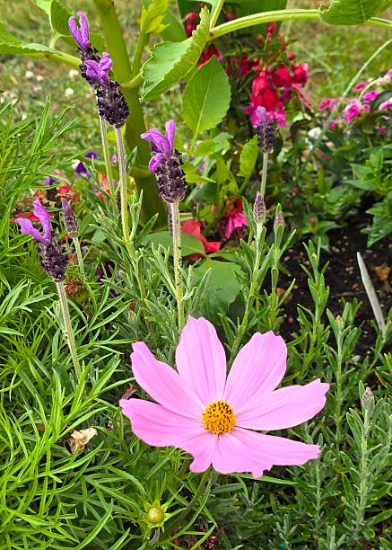 Bright pink with yellow center cosmos (Cosmos bipinnatus) in the foreground with red and pink hybrid.jpg