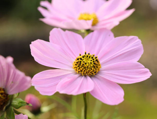 Anisodonthea Capensis 'El rayo', Mauve du cap. Close up on two  Mauve du Cap.jpg