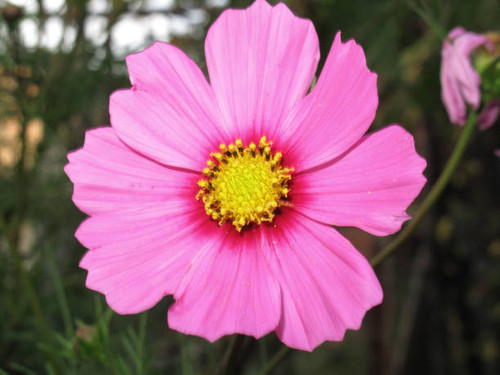 Cosmos beauty flower.jpg