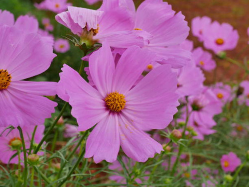 Flower, Daisy, Single Flower, Plant, Springtime.jpg